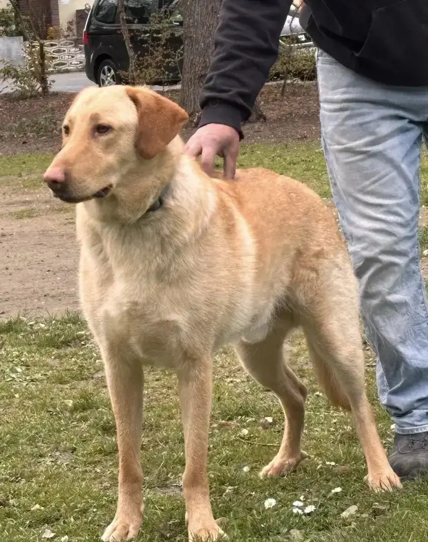 Bobby – Labrador Retriever – Bild 3
