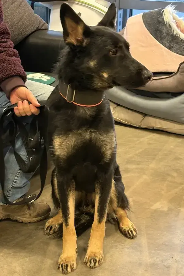 Amy - Deutscher Schäferhund - Bild 6