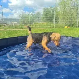 Kalle -  - Bild 2