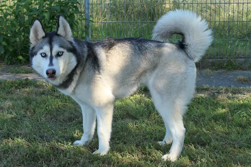 Tina - Siberian Husky - Bild 1