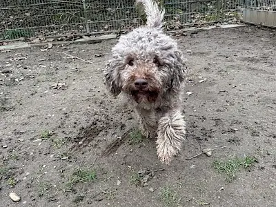 Lagotto Romagnolo Julien