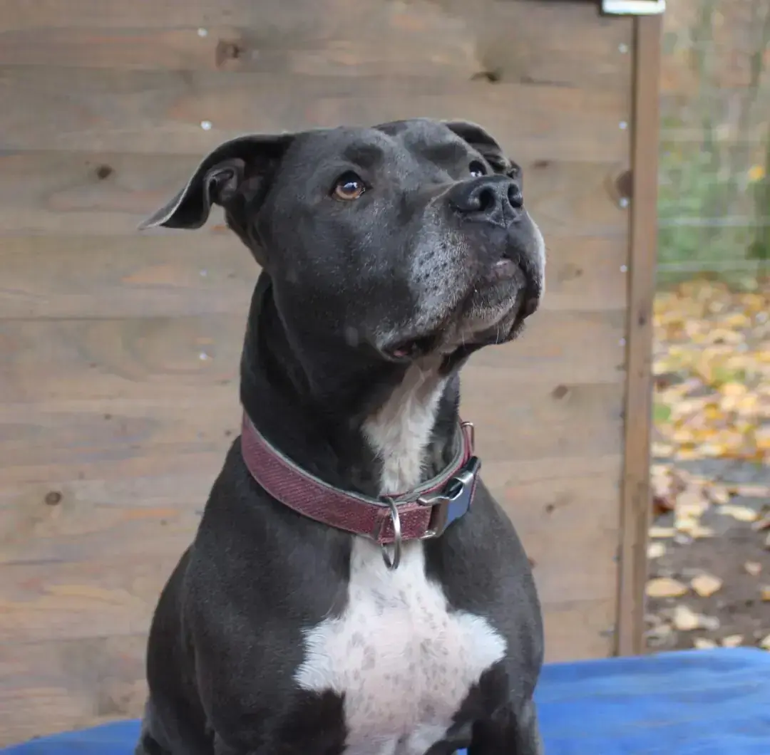 Bonnie - American Staffordshire Terrier - Bild 4