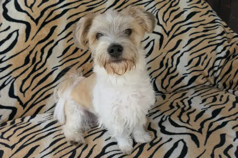 Don Fussel - Bichon Frisé - Bild 1
