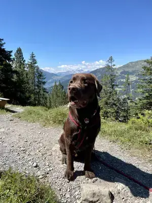 Apollo - Labrador Retriever - Bild 1