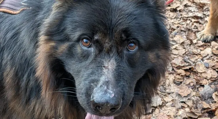 Rex - Deutscher Schäferhund - Bild 1