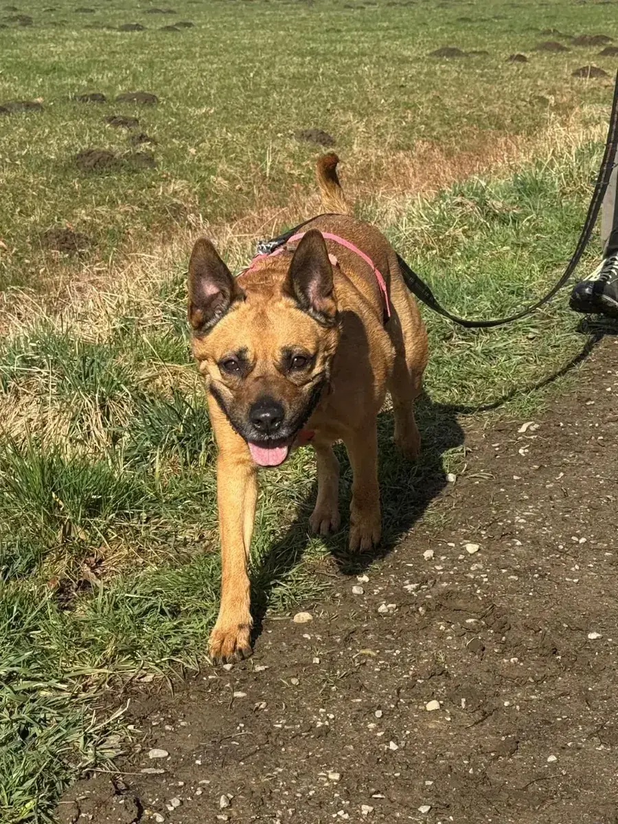 Coco - Deutscher Boxer, Deutscher Schäferhund - Bild 3