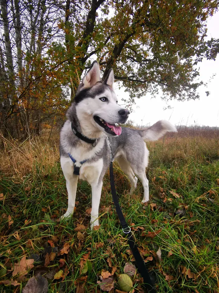 Maja - Siberian Husky - Bild 12
