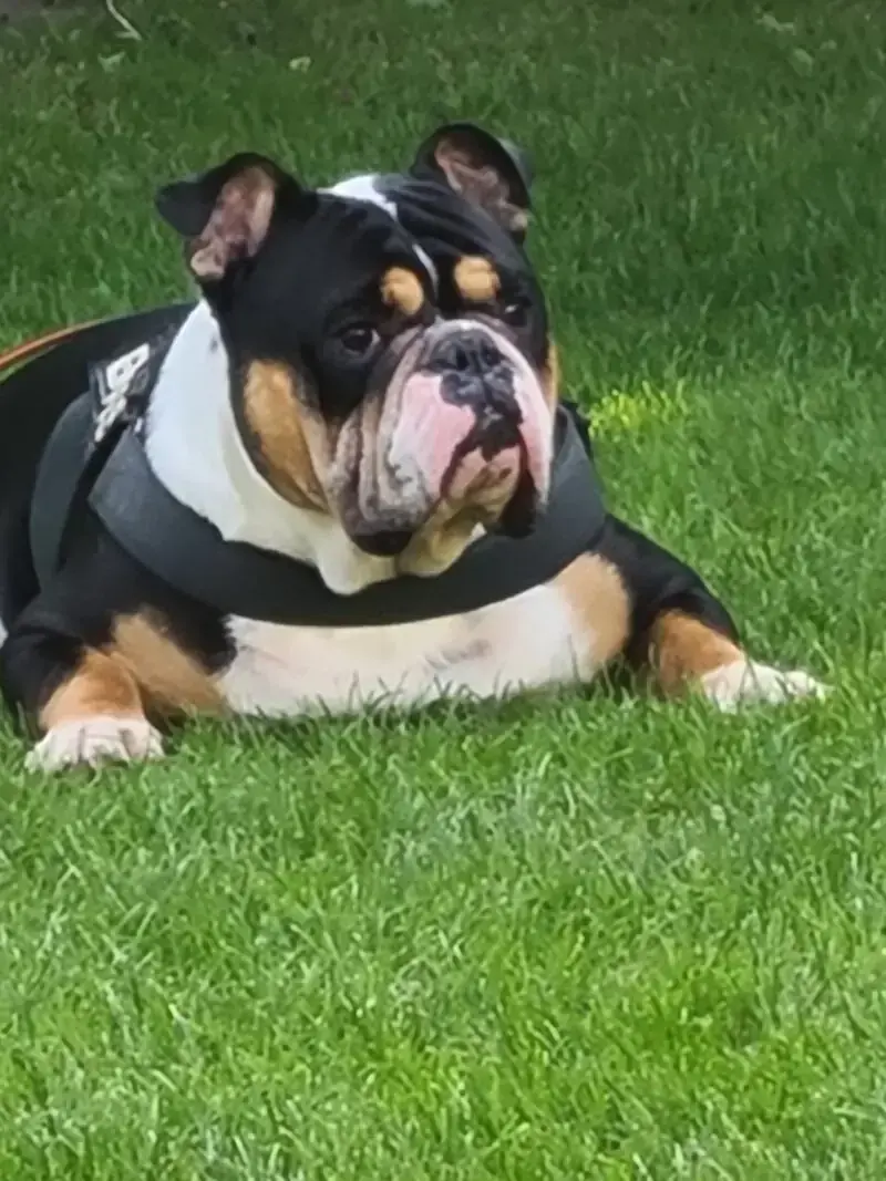 Goliath vom Kaiserblut -  - Bild 5
