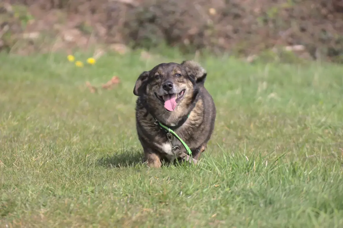 Dackel, Deutscher Schäferhund Benni