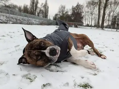 Pauli – American Staffordshire Terrier – Bild 5