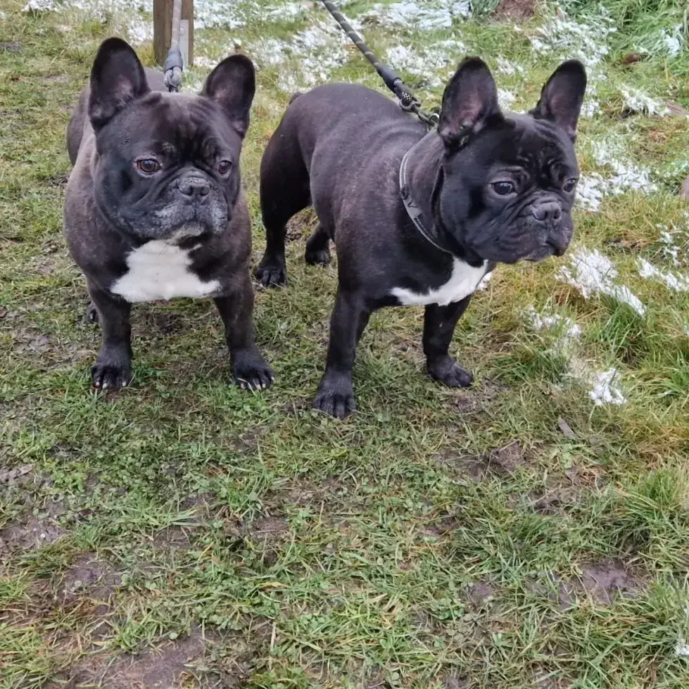Kuma und Thor - Französische Bulldogge - Bild 4