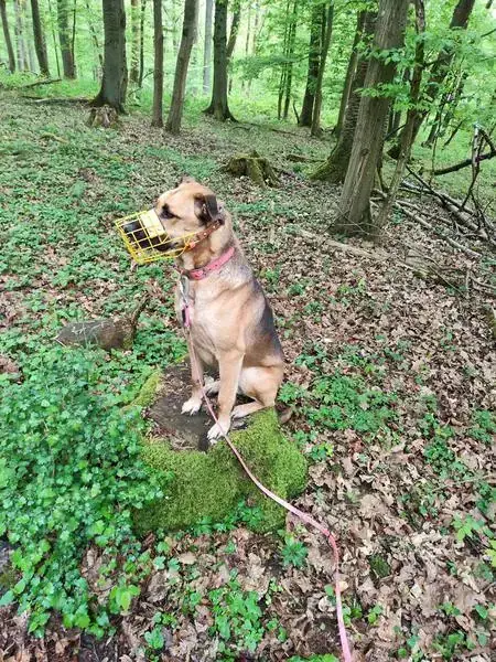 Sam -  - Bild 4