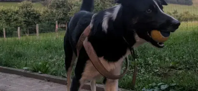 Border Collie Ben