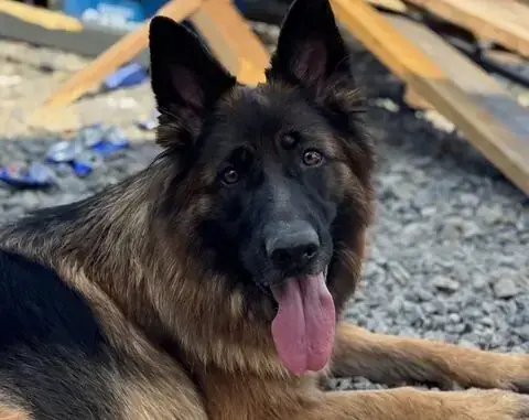 Nella - Deutscher Schäferhund - Bild 1