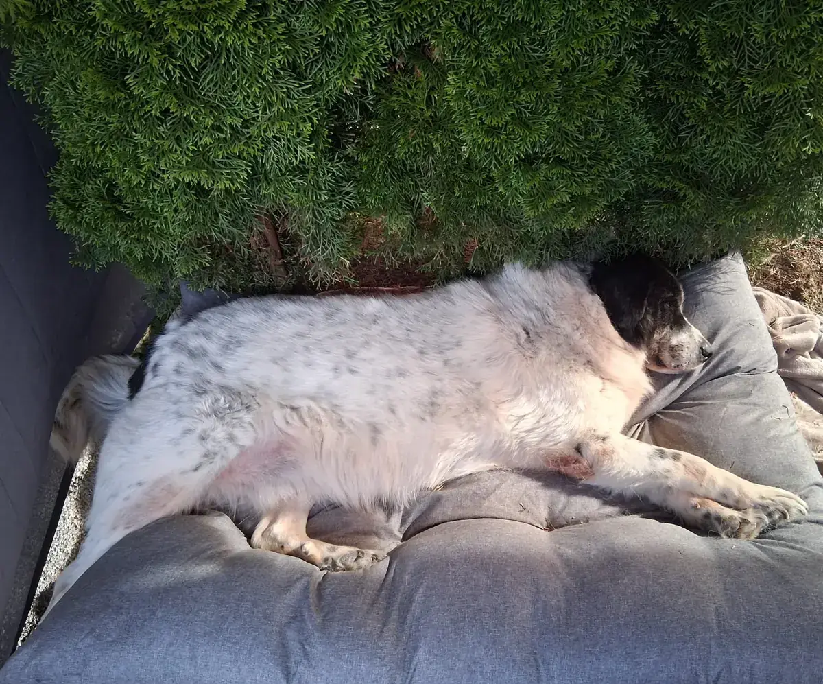 Bruno -  - Bild 1