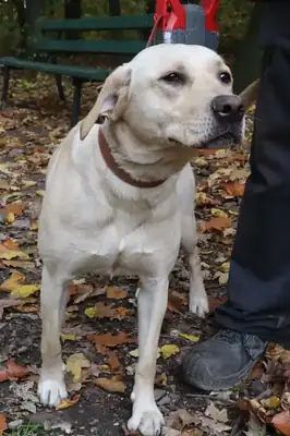 Lina – Labrador Retriever – Bild 7