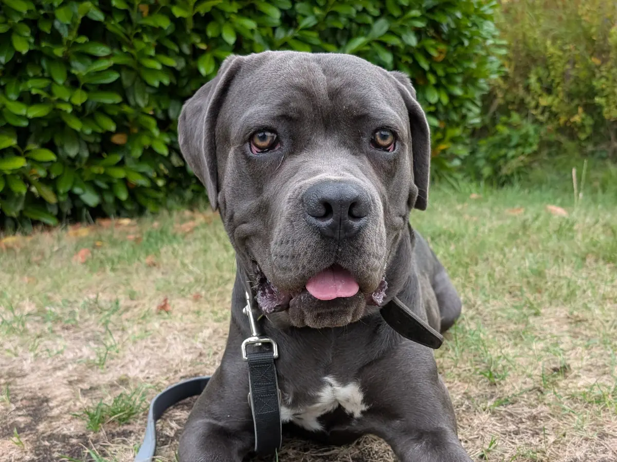 Ares - Cane Corso Italiano - Bild 1