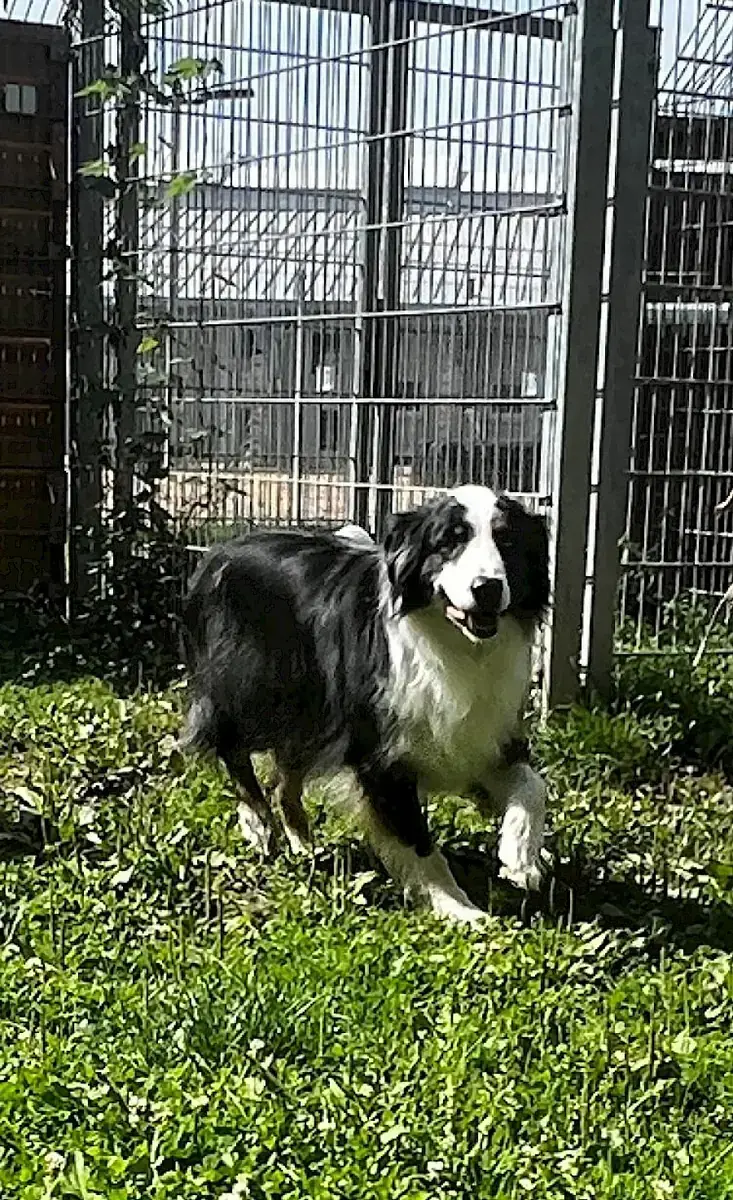 Mogli - Australian Shepherd - Bild 9