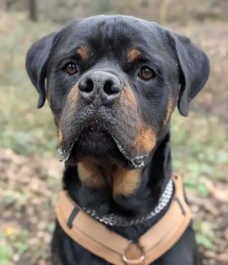 Buddy - Rottweiler - Bild 1