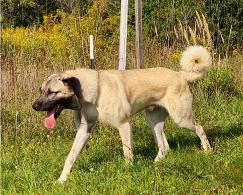 Pascha - Kangal-Hirtenhund - Bild 2