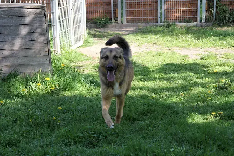 Deutscher Schäferhund Billy