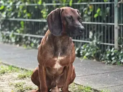 Beli - Bayerischer Gebirgsschweißhund - Bild 5
