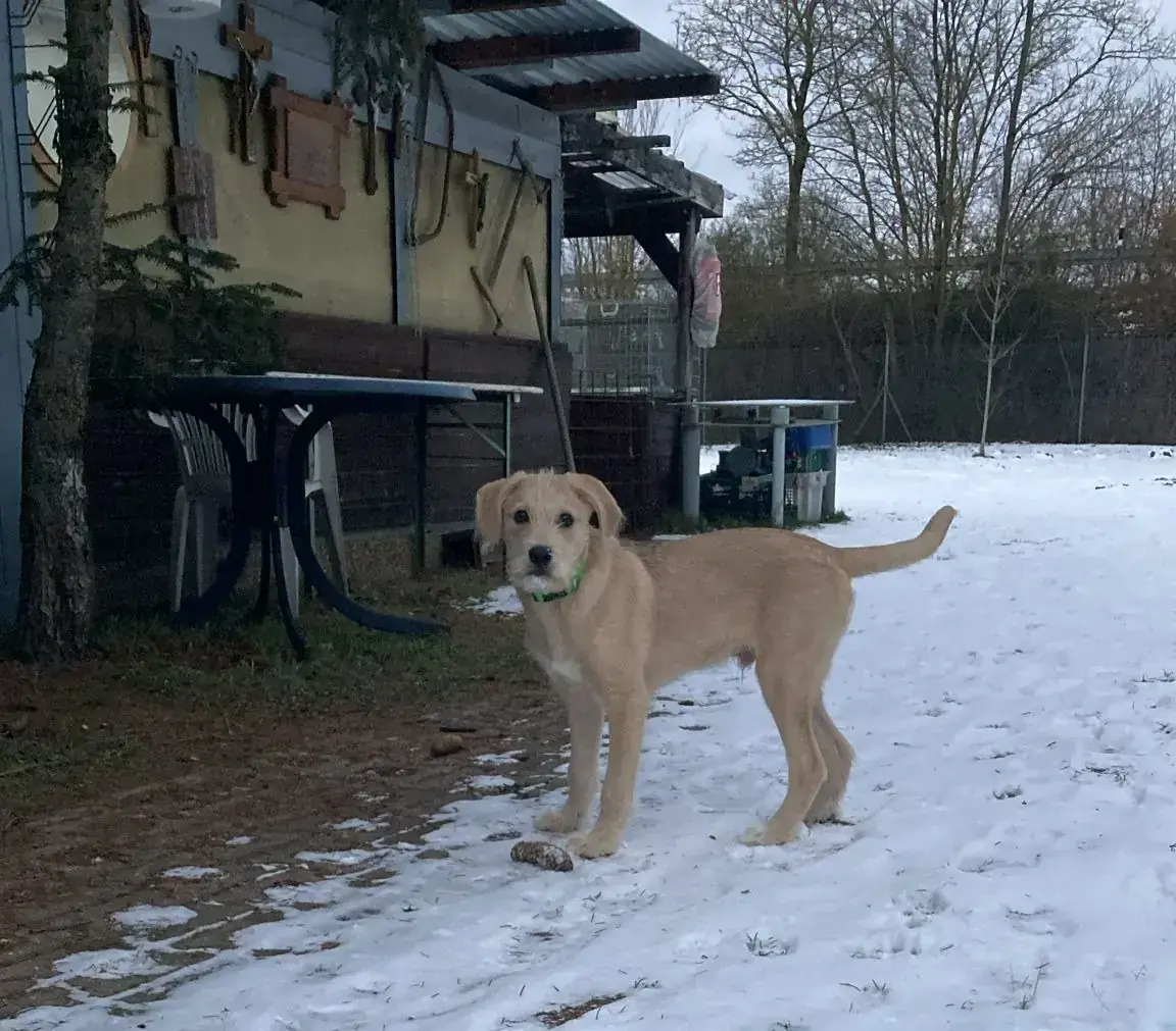 Balu -  - Bild 5