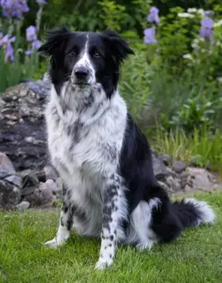 Rey - Border Collie - Bild 6