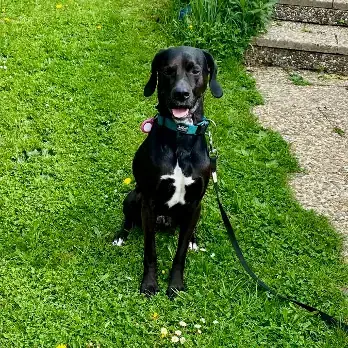 Labrador Retriever-Mix Hugo