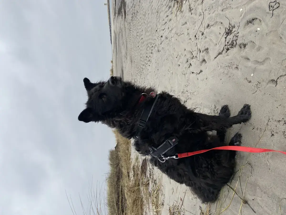 Carlo - Deutscher Schäferhund, Mudi - Bild 6