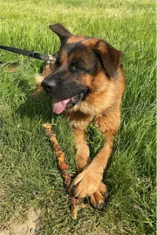 Willy - Deutscher Schäferhund - Bild 2