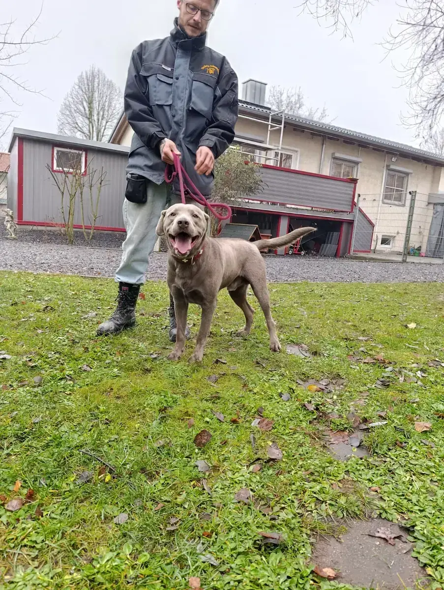 Milo - Labrador Retriever - Bild 3