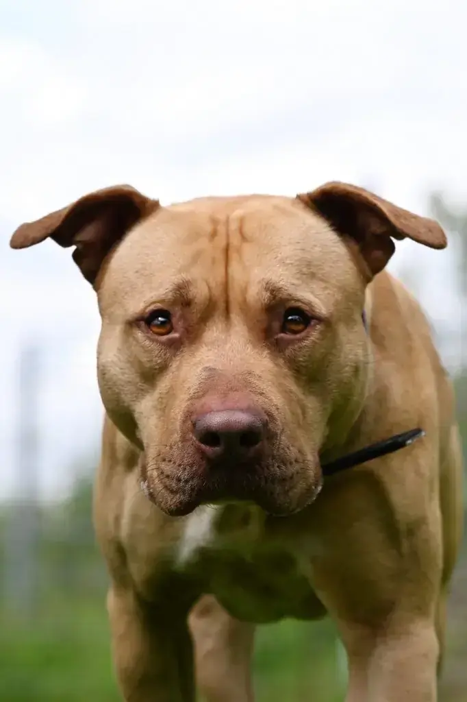 Ace - American Staffordshire Terrier - Bild 20