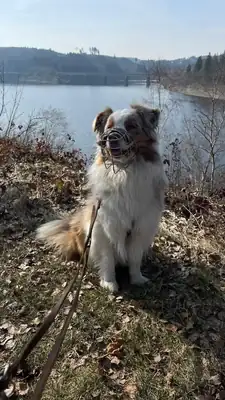 Noya – Australian Shepherd – Bild 5