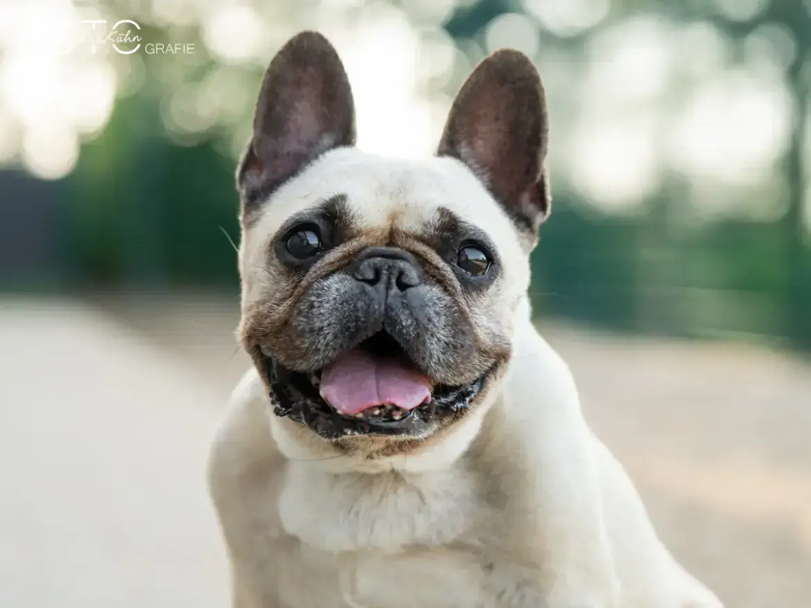 Hailey - Französische Bulldogge - Bild 2