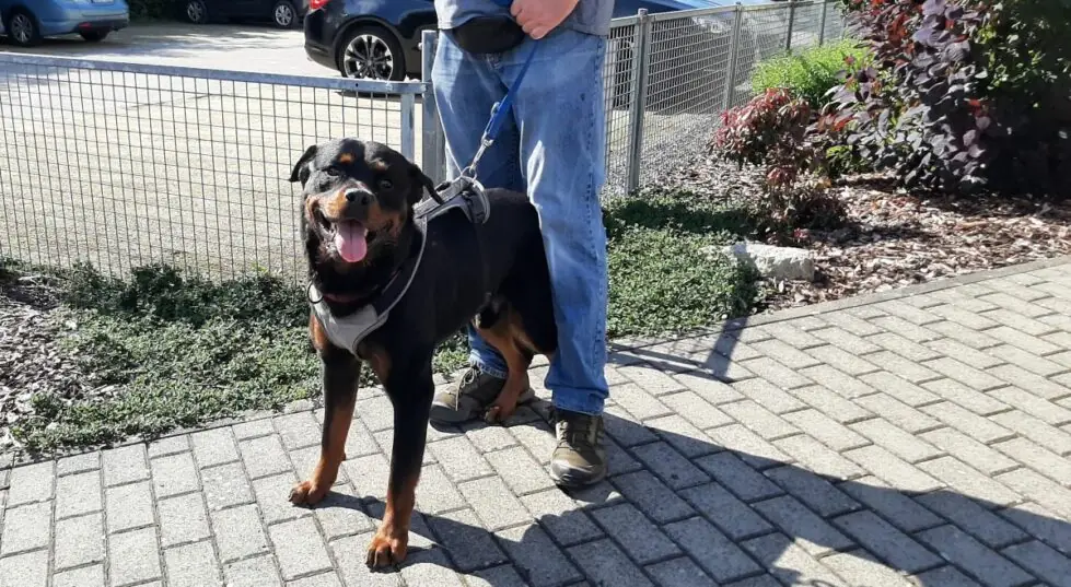 Amigo - Rottweiler - Bild 5