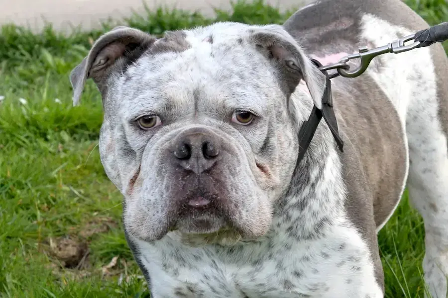Don - Englische Bulldogge - Bild 2