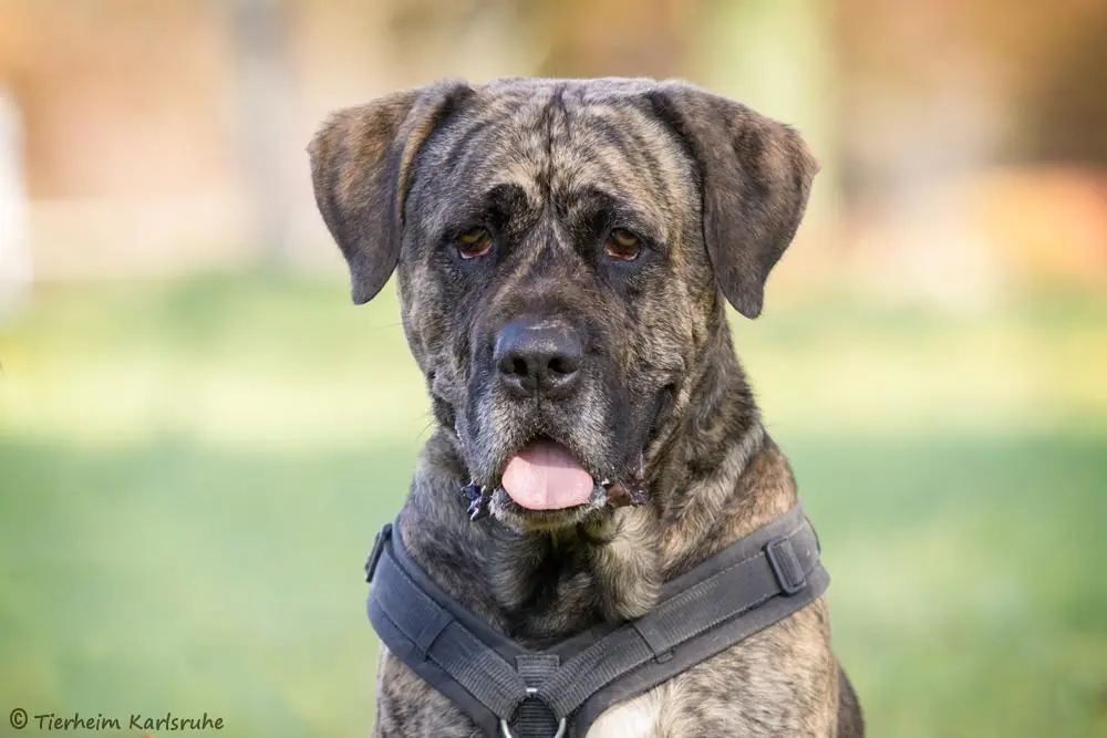 Mütze - Dogo Canario - Bild 1