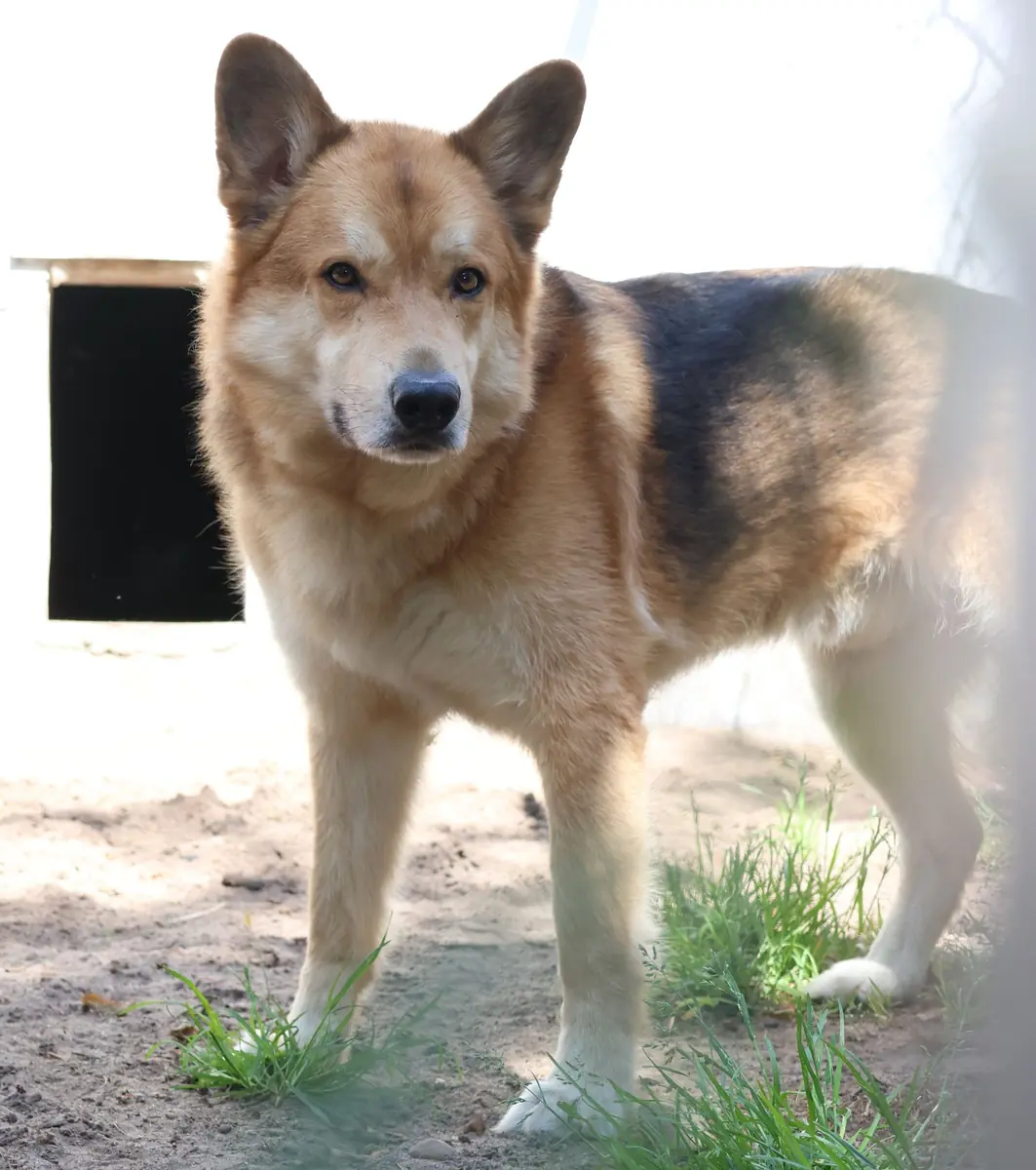 Kenma - Deutscher Schäferhund, Siberian Husky - Bild 6