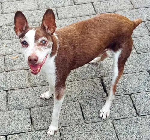 Pancho -  - Bild 2