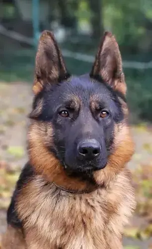 Jonny - Deutscher Schäferhund - Bild 1