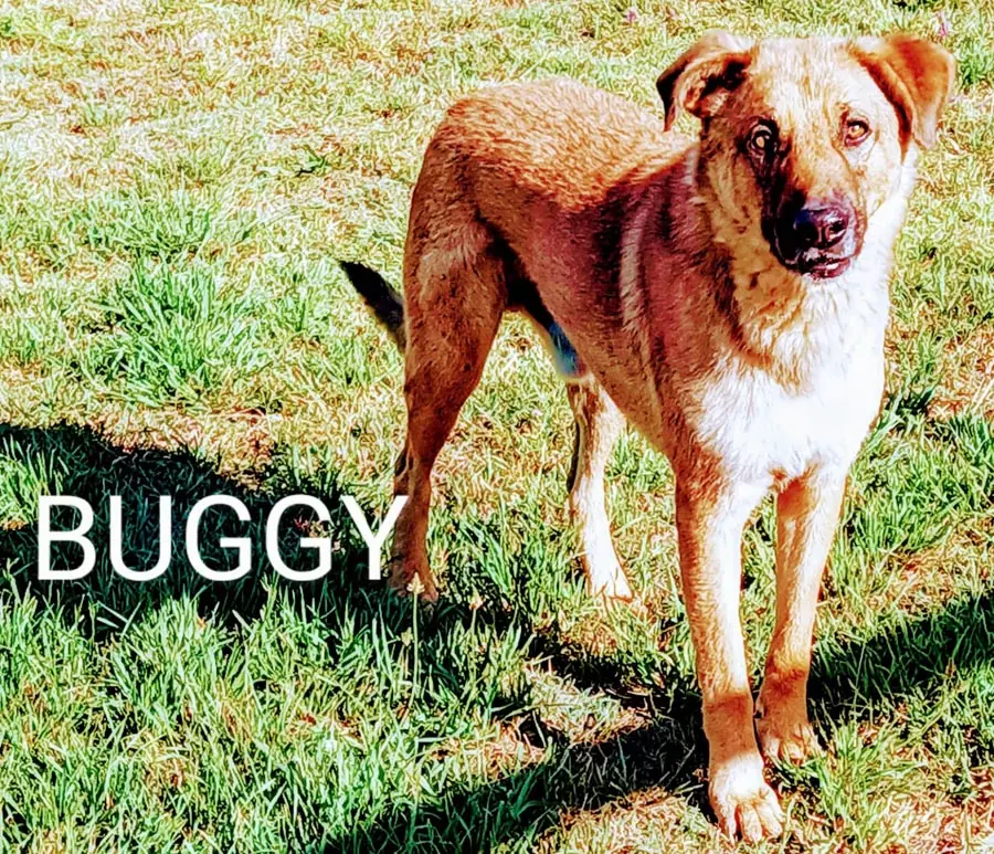 Buggy -  - Bild 11