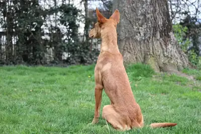Baco – Podenco Canario – Bild 3