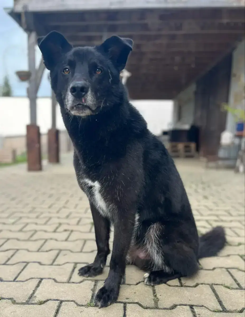 Rex - Deutscher Schäferhund - Bild 4