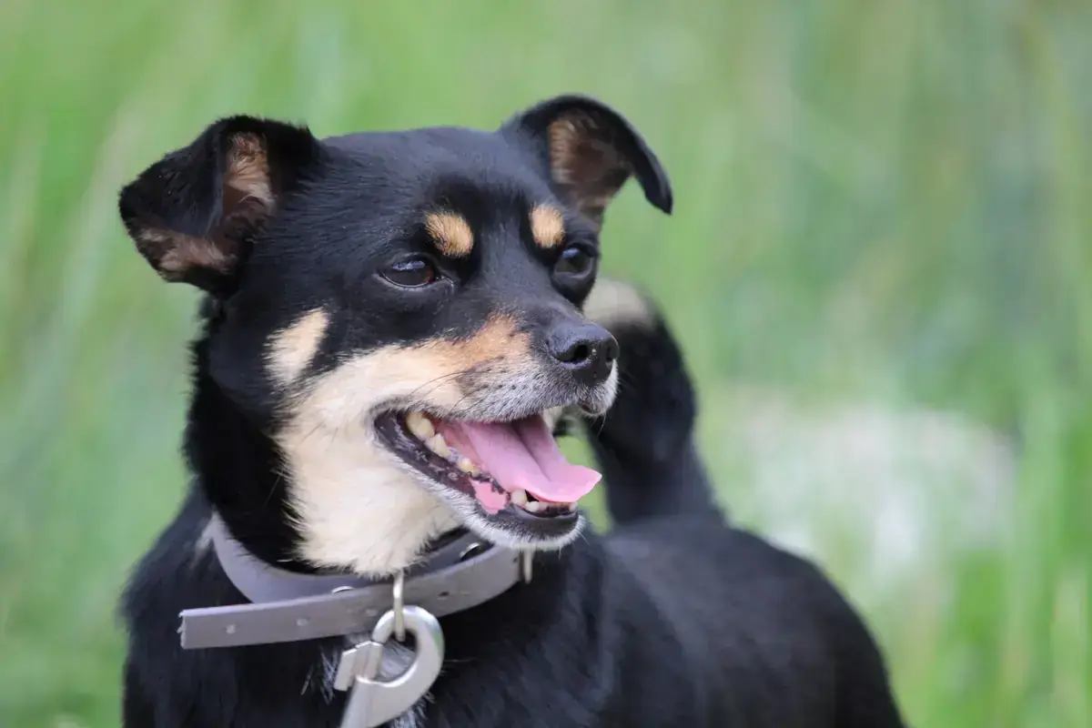 Koba -  - Bild 7