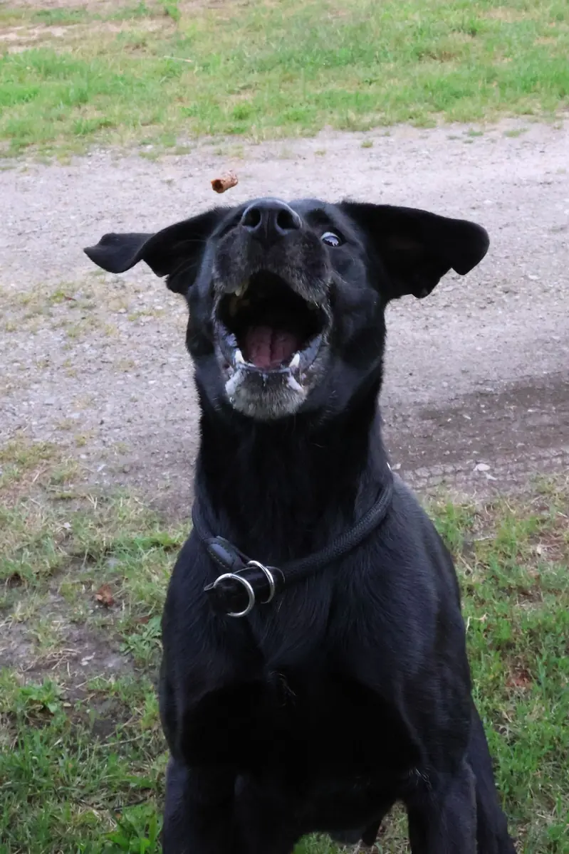 Mailo - Labrador Retriever - Bild 7
