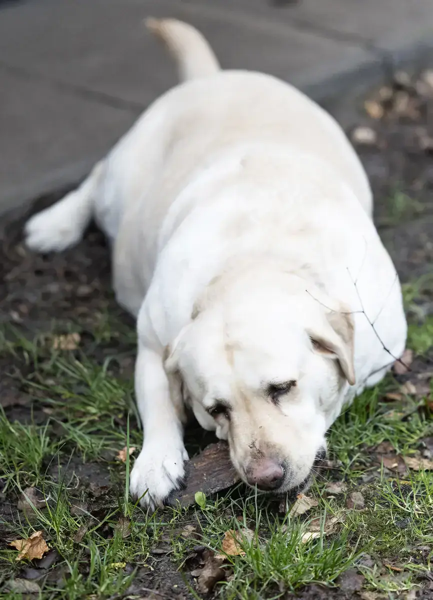 Lady Pummeluff - Labrador Retriever - Bild 3