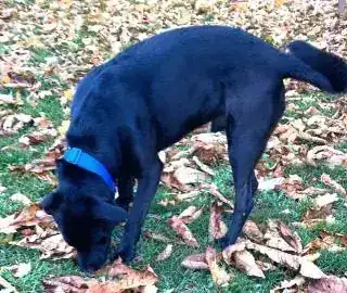 Yoshi – Labrador Retriever – Bild 17