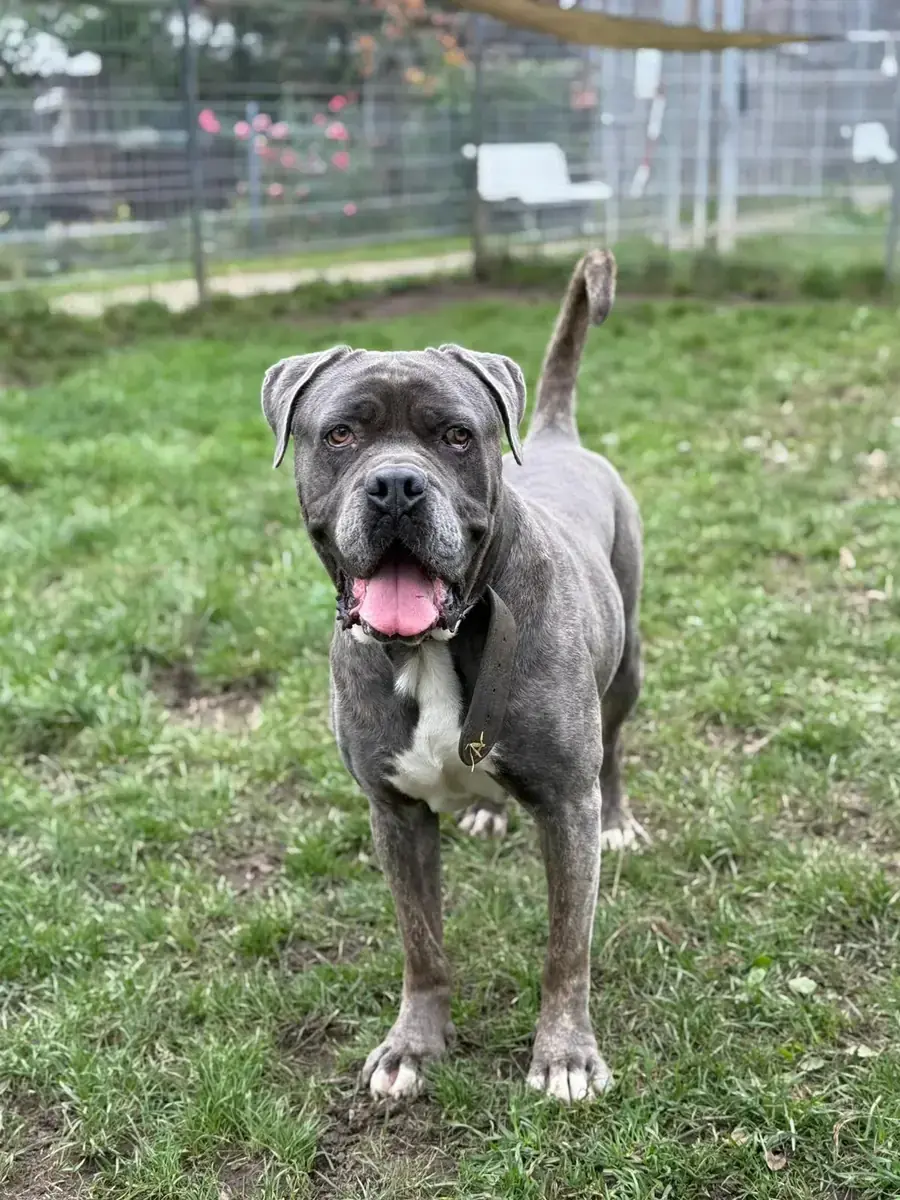 Beelzebub - Cane Corso Italiano - Bild 4