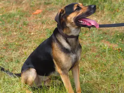 Freddy – Deutscher Schäferhund, Dobermann – Bild 2